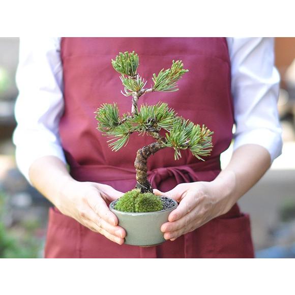 希少な肥松［こえまつ］の丸盆　高級 楽天市場】盆栽 松 ミニ盆栽 黒松 曲がり千寿丸 松 松盆栽