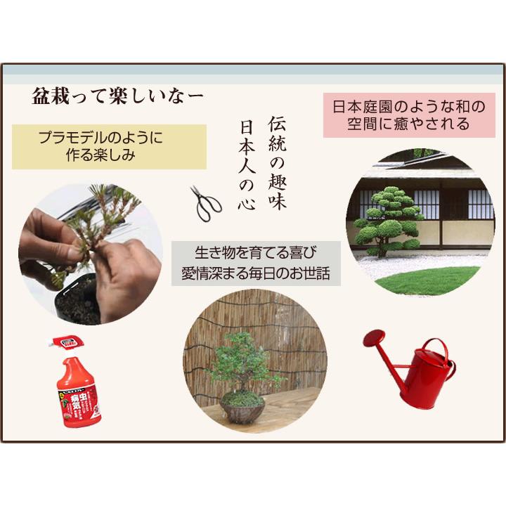 松盆栽 松 ミニ 五葉松 丸小鉢 樹齢 5年 はじめて 道具 4点 松盆栽 松 ミニ 五葉松 丸小鉢 樹齢 5年 はじめて 道具 4点