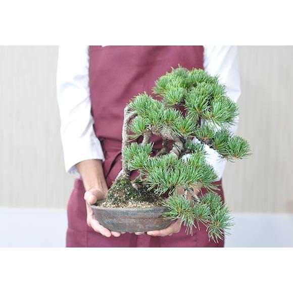盆栽 根上り 懸崖 五葉松 一級品 ミニ盆栽 bonsai ぼんさい ごようまつ