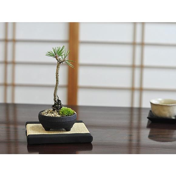 盆栽 奇跡の一本松 ミニ盆栽 bonsai ぼんさい 黒松 初心者 入門 ギフト