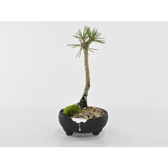 盆栽 奇跡の一本松 ミニ盆栽 bonsai ぼんさい 黒松 初心者 入門 ギフト