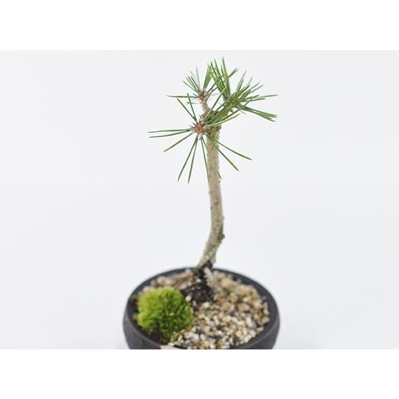 盆栽 奇跡の一本松 ミニ盆栽 bonsai ぼんさい 黒松 初心者 入門 ギフト