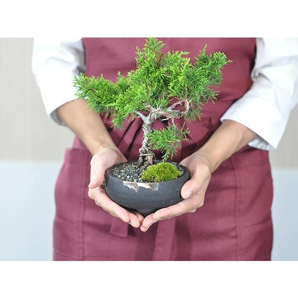 盆栽 ミニ真柏 ミニ盆栽 bonsai ぼんさい しんぱく 初心者 入門 ギフト