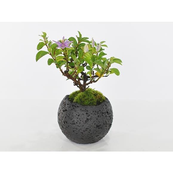ミニ盆栽 インテリア盆栽 睡蓮木 水昇石 盆栽 夏 涼 涼しい 植物 癒やし モダン おしゃれ インテリア ミニ盆栽 a21 盆栽妙 ヤフー店 通販 Yahoo ショッピング