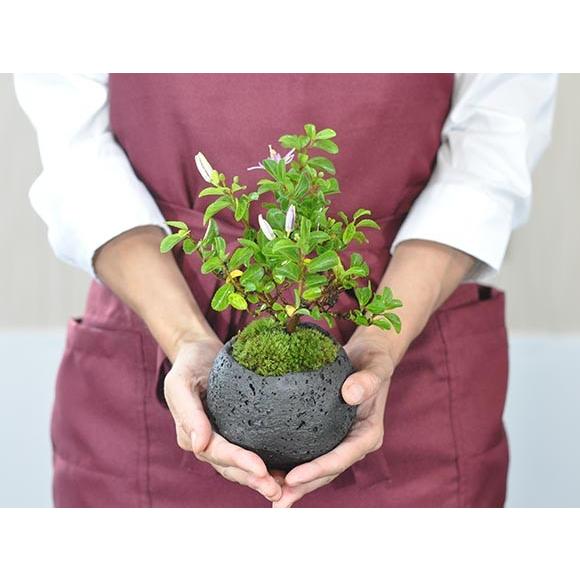 ミニ盆栽 インテリア盆栽 睡蓮木 水昇石 盆栽 夏 涼 涼しい 植物 癒やし モダン おしゃれ インテリア ミニ盆栽 a21 盆栽妙 ヤフー店 通販 Yahoo ショッピング