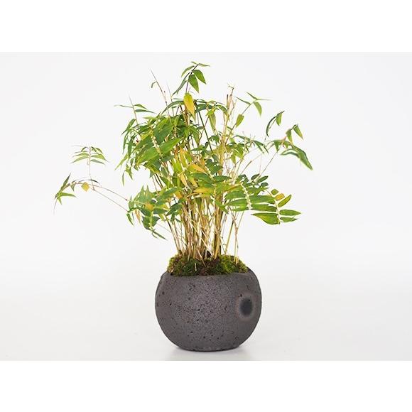 鳳凰竹の寄せ植え ミニ盆栽 : 盆栽妙 ヤフー店 - 通販 - Yahoo