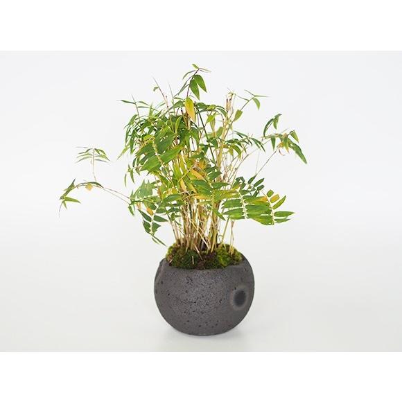 鳳凰竹の寄せ植え ミニ盆栽 : 盆栽妙 ヤフー店 - 通販 - Yahoo