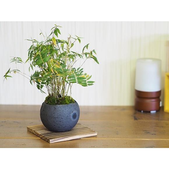 【希少】竹峰　盆栽鉢　ミニ盆栽　盆栽　鉢　盆栽小鉢 盆栽鉢 植木鉢 ミニ盆栽 竹峰 盆栽鉢 石峰雨竹製 | 盆栽、盆栽書籍、盆栽鉢の 【