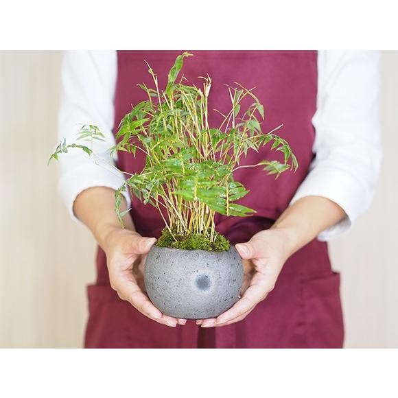 鳳凰竹の寄せ植え ミニ盆栽 : 盆栽妙 ヤフー店 - 通販 - Yahoo