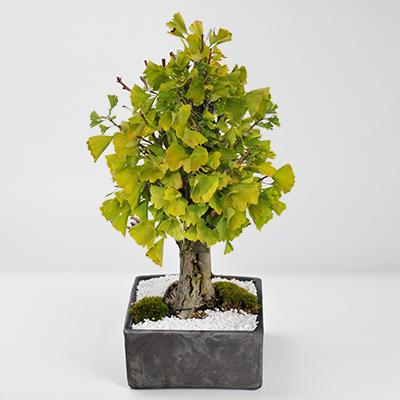 大品イチイ盆栽 盆栽 一位 -イチイ-/盆栽、多肉植物、塊根植物、観葉植物通販