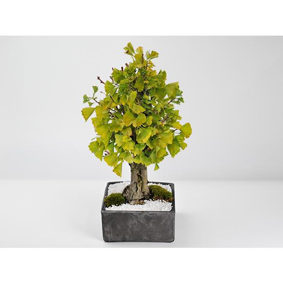 イチョウのアート盆栽 d5ff77e7d9aa2a3c85d7b9b9ccea8a