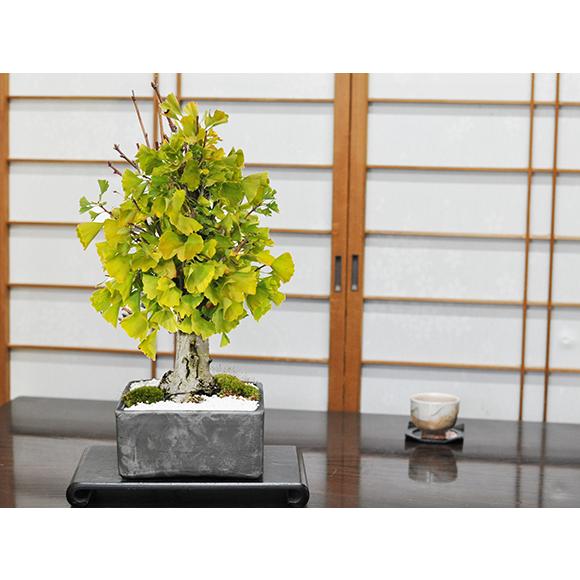 盆栽 イチョウの大木 大品盆栽 bonsai ぼんさい 銀杏 大品 貴風 大型