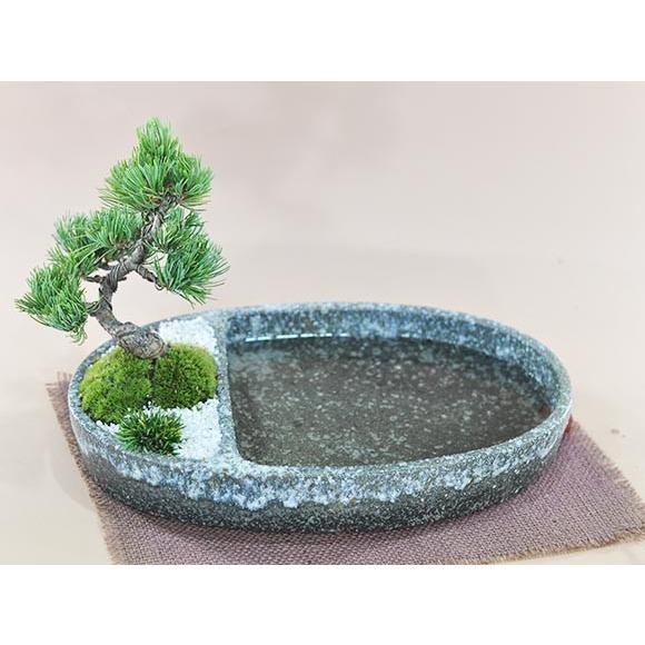 盆栽 和の庭 池泉庭園 ちせんていえん ミニ盆栽 Bonsai ぼんさい 寄せ植え 初心者 入門 ギフト ラッピング モダン a2191 盆栽妙 ヤフー店 通販 Yahoo ショッピング