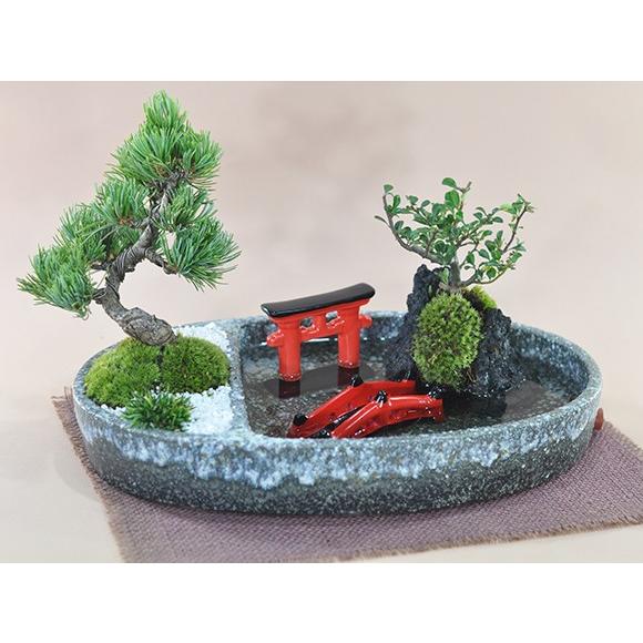 小品盆栽イソザンシヨオ 盆栽 和の庭 池泉庭園（ちせんていえん） ミニ盆栽 bonsai ぼん