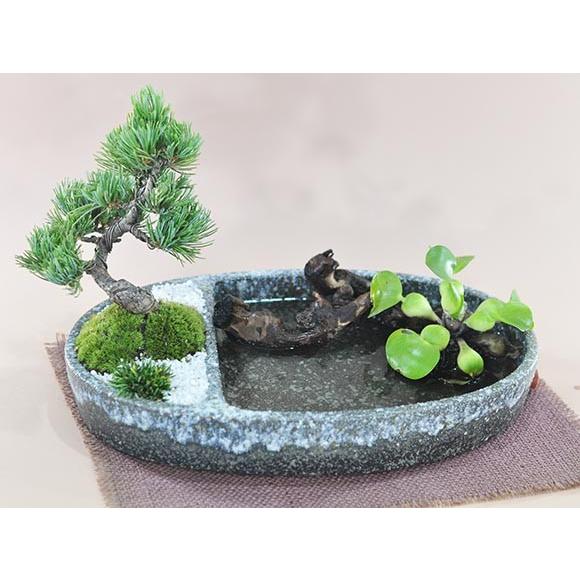 盆栽 和の庭 池泉庭園(ちせんていえん) ミニ盆栽 bonsai ぼん 盆栽 和の庭 池泉庭園(ちせんていえん) ミニ盆栽 bonsai ぼん
