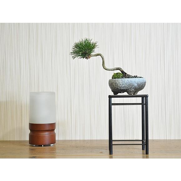 斜幹の黒松 盆栽 ミニ盆栽 鉢植 a22 盆栽妙 ヤフー店 通販 Yahoo ショッピング