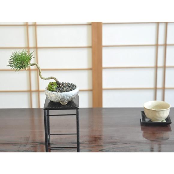 斜幹の黒松 盆栽 ミニ盆栽 鉢植 : 盆栽妙 ヤフー店 - 通販 - Yahoo