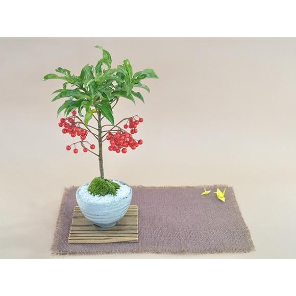 マンリョウ 盆栽 ミニ盆栽 鉢植 : 盆栽妙 ヤフー店 - 通販 - Yahoo