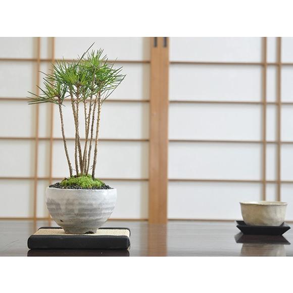 福袋セール 黒松の寄せ植え 盆栽 ミニ盆栽 鉢植