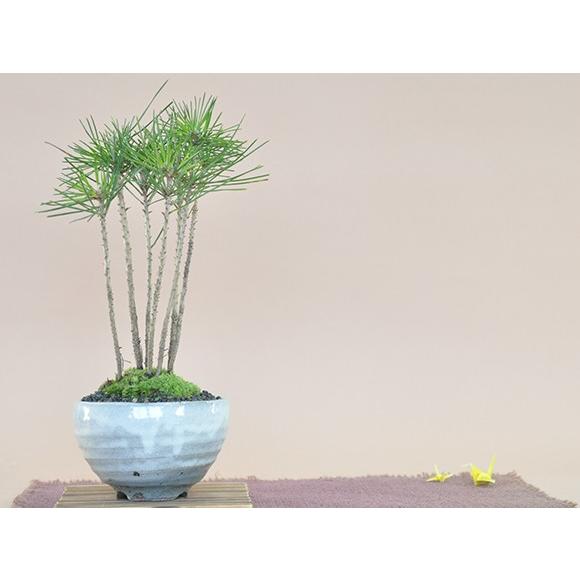 黒松の寄せ植え 盆栽 ミニ盆栽 鉢植 : 盆栽妙 ヤフー店 - 通販 - Yahoo