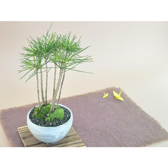 黒松の寄せ植え 盆栽 ミニ盆栽 鉢植 : 盆栽妙 ヤフー店 - 通販 - Yahoo
