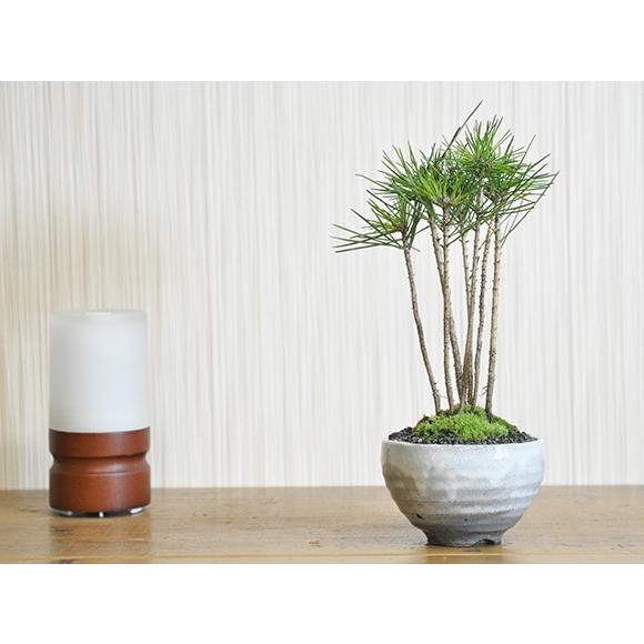 黒松の寄せ植え 盆栽 ミニ盆栽 鉢植 : 盆栽妙 ヤフー店 - 通販 - Yahoo