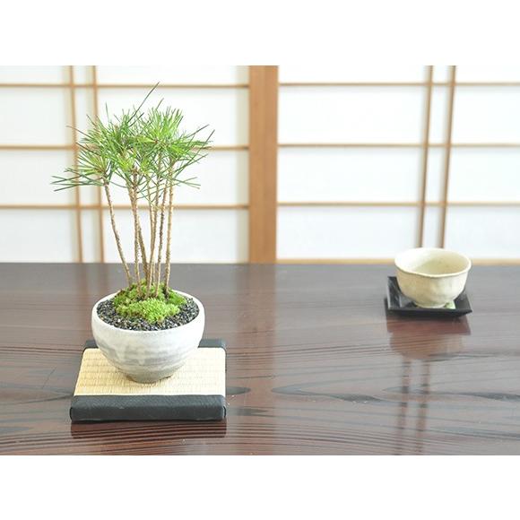 黒松の寄せ植え 盆栽 ミニ盆栽 鉢植 : 盆栽妙 ヤフー店 - 通販 - Yahoo