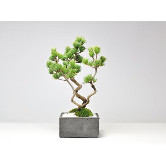 昇り龍五葉松 盆栽 ミニ盆栽 鉢植 : 盆栽妙 ヤフー店 - 通販 - Yahoo