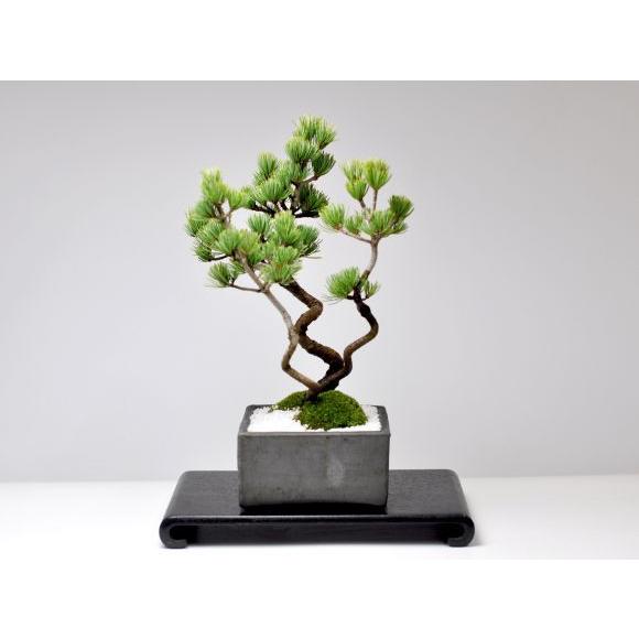昇り龍五葉松 盆栽 ミニ盆栽 鉢植 a22 盆栽妙 ヤフー店 通販 Yahoo ショッピング