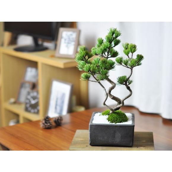 昇り龍五葉松 盆栽 ミニ盆栽 鉢植 : 盆栽妙 ヤフー店 - 通販 - Yahoo