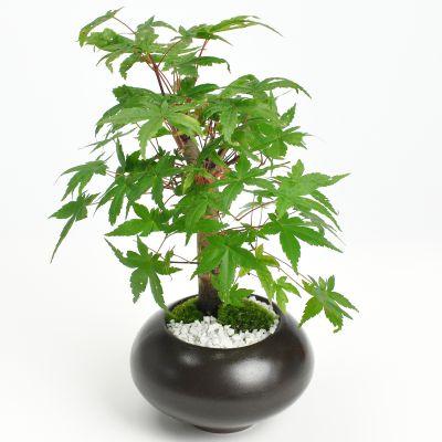出猩々もみじ 盆栽 ミニ盆栽 鉢植 : 盆栽妙 ヤフー店 - 通販 - Yahoo