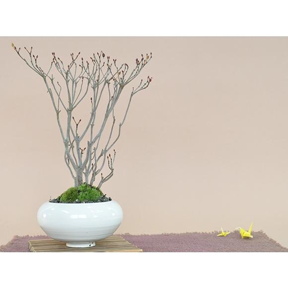 ツクモドウダンツツジ 盆栽 ミニ盆栽 鉢植 503a2294 盆栽妙 ヤフー店 通販 Yahoo ショッピング