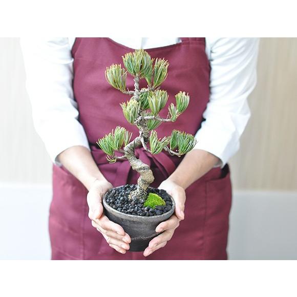 クリスマスの盆栽ツリー モミの木に勝るとも劣らない五葉松のミニ盆栽でクリスマスツリー 飾り付け付き オーナメント a2296 盆栽妙 ヤフー店 通販 Yahoo ショッピング