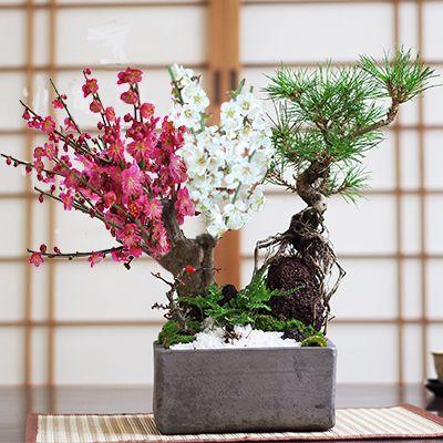 黒松と紅白梅の寄せ植え 松盆栽 鉢植え 寄せ植え ギフト 贈り物 黒松と紅白梅の寄せ植え 松盆栽 鉢植え 寄せ植え ギフト 贈り物