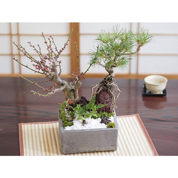 黒松と紅白梅の寄せ植え 松盆栽 鉢植え 寄せ植え ギフト 贈り物 黒松と紅白梅の寄せ植え 松盆栽 鉢植え 寄せ植え ギフト 贈り物