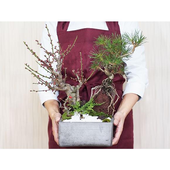 黒松と紅白梅の寄せ植え 松盆栽 鉢植え 寄せ植え ギフト 贈り物 黒松と紅白梅の寄せ植え 松盆栽 鉢植え 寄せ植え ギフト 贈り物