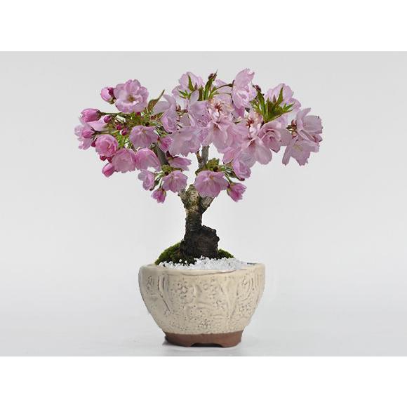 正志　ミニ盆栽鉢4個セット 正志 ミニ盆栽鉢4個セット 正志 ミニ盆栽鉢4個セット 正志 ミニ