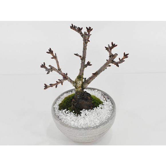 正志　ミニ盆栽鉢4個セット 正志 ミニ盆栽鉢4個セット 正志 ミニ盆栽鉢4個セット