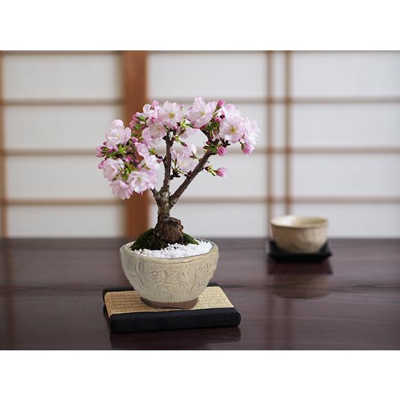 盆栽 桜のおわん鉢 ミニ盆栽 4号 ギフト かわいい おしゃれ 初心者