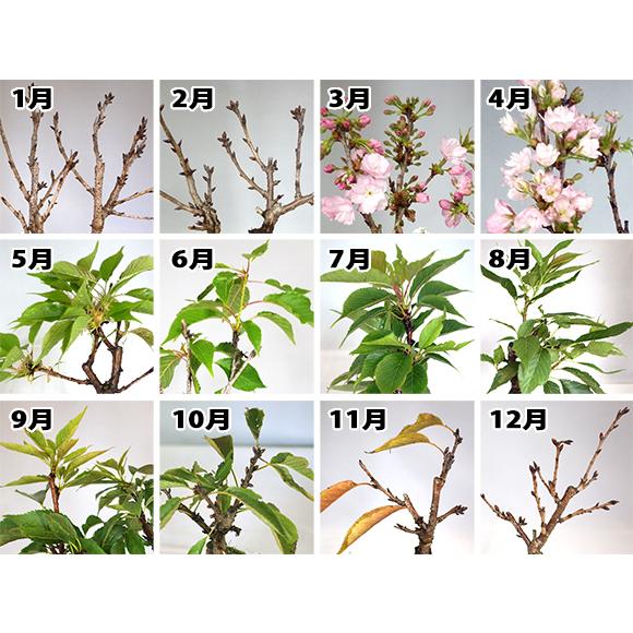 盆栽 桜のおわん鉢 ミニ盆栽 4号 ギフト かわいい おしゃれ 初心者