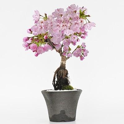 盆栽 桜 シックなモダン盆栽 中サイズの旭山桜 陶器鉢4号 樹齢5年 盆栽ギフト かわいい おしゃれ 初心者 贈り物 ギフト プレゼント さくら a2355 盆栽妙 ヤフー店 通販 Yahoo ショッピング