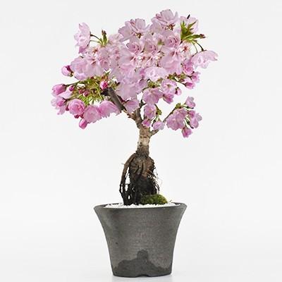 盆栽 桜  シックなモダン盆栽 中サイズの旭山桜 陶器鉢4号 樹齢5年 盆栽ギフト かわいい おしゃれ 初心者 贈り物 ギフト プレゼント さくら｜bonsaimyo