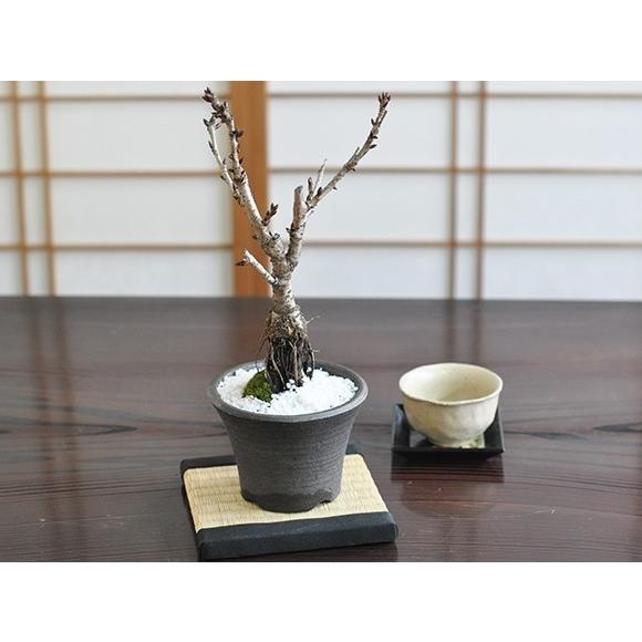 盆栽 桜 シックなモダン盆栽 中サイズの旭山桜 陶器鉢4号 樹齢5年 盆栽
