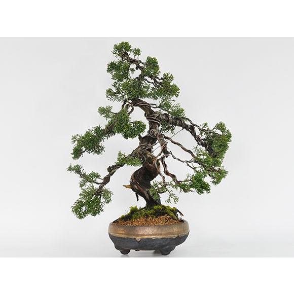 威風堂々 真柏 松盆栽 鉢植え 樹齢20年 ギフト 贈り物 おしゃれ モダン