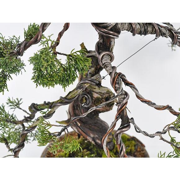 威風堂々 真柏 松盆栽 鉢植え 樹齢20年 ギフト 贈り物 おしゃれ モダン