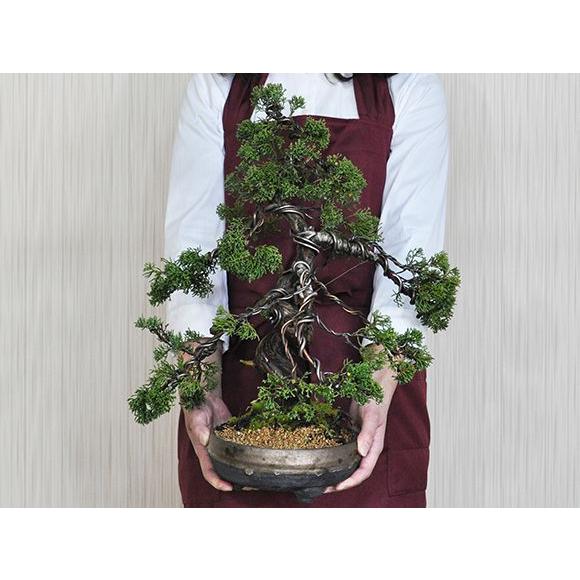 盆栽 『真柏』 和風 インテリア 観葉植物 園芸 オブジェ 送料無料 b086 盆栽 『真柏』 和風 インテリア 観葉植物 園芸 オブジェ 送料