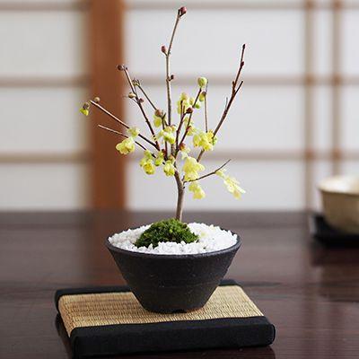 姫水木 縁起の良い花の咲く盆栽 花盆栽 鉢植え ミニ盆栽 ギフト 贈り物