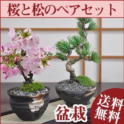 桜盆栽と松のペアセット 花と緑で始める盆栽 ミニ盆栽 鉢植え ギフト 贈り物 和 ミニ｜bonsaimyo