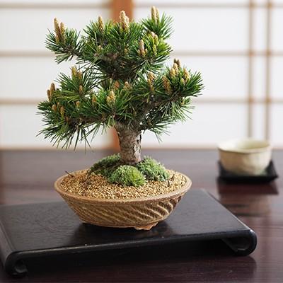 松寿　ミニ盆栽鉢 盆栽 千寿丸 小 ミニ盆栽 松 記念樹 鉢植え シンボルツリー 日本庭園