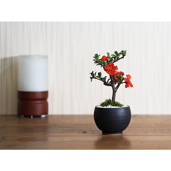 ミニ八重長寿梅 八重の花 ボリューム 盆栽 ミニ盆栽 四季咲き